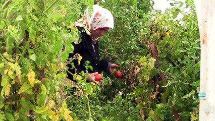 Osmanlı sarayından gönderilen tohumlar Safranbolu'da yeşeriyor - KARABÜK