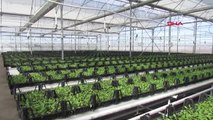 Afyonkarahisar Sandıklı'nın Çiçekleri Jeotermal Serada Yetiştiriliyor