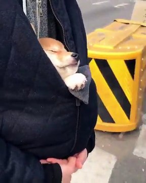 Un chien au chaud dans le manteau de son maitre