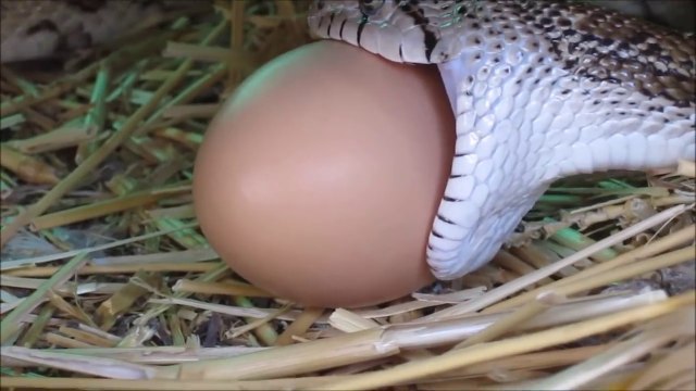 Un serpent vient avaler des oeufs dans un poulailler... Gourmand