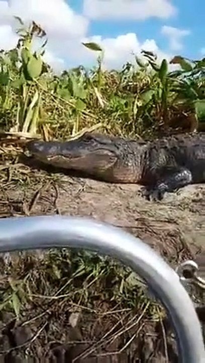 Un crocodile saute dans un bateau de touristes... Peur de leur vie