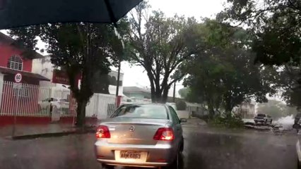 Árvore cai na região central e deixa via interditada