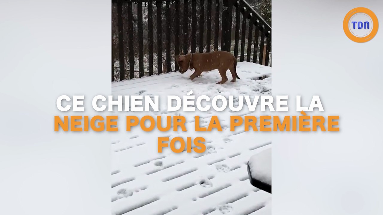 Ce chien voit de la neige pour la première fois !