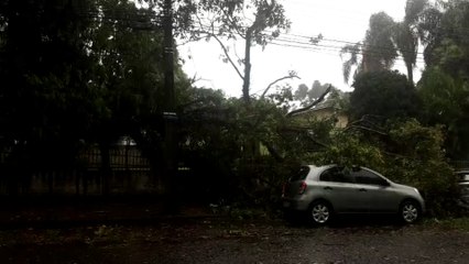 Galhos atingem veículos na Rua Santa Catarina