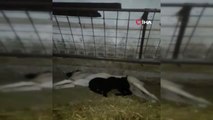 Kuzulara Annelik Yapan Kangal Köpeği Sosyal Medyayı Salladı