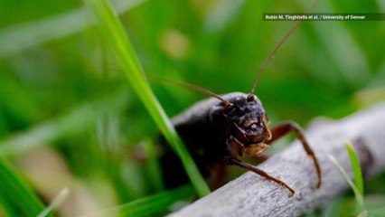 Hawaii Crickets Have Started Purring Like Cats to Attract Mates