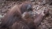Naissance exceptionnelle d'un bébé orang-outan au zoo de Pairi Daiza en Belgique