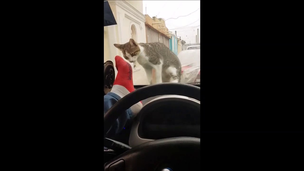 Cet homme a essayer de faire peur à ce chaton mais le karma le punit !