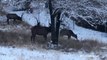 AccuWeather's Reed Timmer spots gang of elk during northwest snowfall
