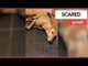 Terrified greyhound has meltdown thanks to scary fireworks | SWNS TV