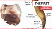 Lead poisoning found in teeth of Neanderthal children from 250,000 years ago | SWNS TV