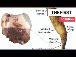 Lead poisoning found in teeth of Neanderthal children from 250,000 years ago | SWNS TV