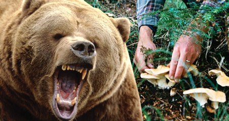 Ormanlık Alanda Mantar Toplayan Vatandaşa, Ayı Saldırdı