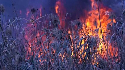 Alevler arasında kalan köpek yavrularını itfaiyeciler kurtardı - BALIKESİR