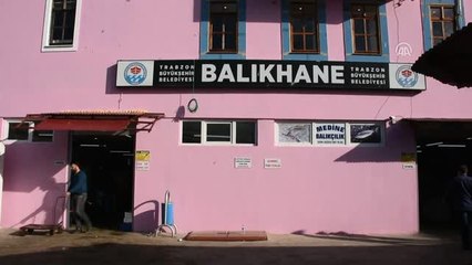 Trabzonlu Balıkçı Hamsiden Umudunu Kesti