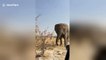 Tourists in terror as angry African elephant charges their car in Namibia