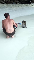 Monkeys Chase Woman on Beach