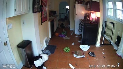 My Dog Almost Burned My House Down