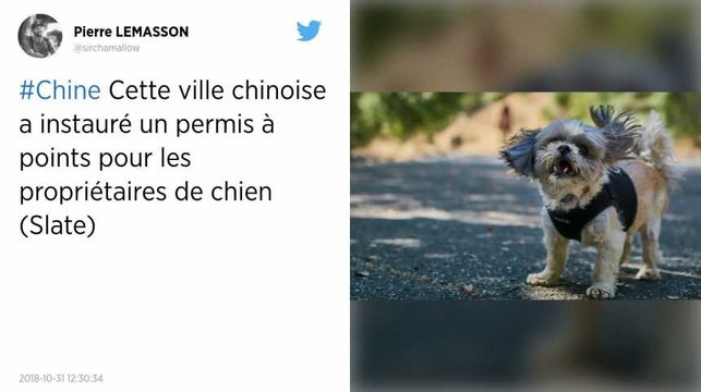 Chine. Une ville instaure un permis à points pour les propriétaires de chiens.