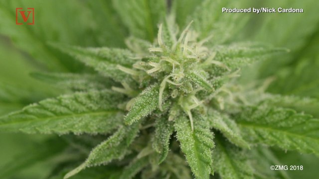 Canadians are Being Turned Away At US Border For Saying They've Smoked Weed: Report