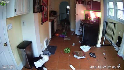 Ce chien met le feu à la cuisine ! Heureusement sans suite...
