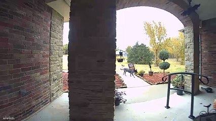 Ces chiens volent la déco du jardin des voisins !