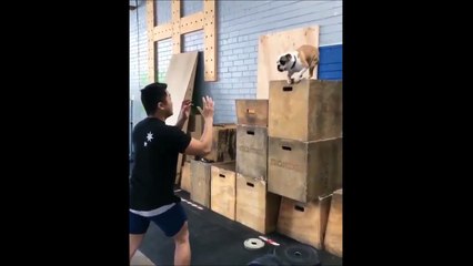 Ce chien a vraiment confiance en son maitre : saut de l'ange