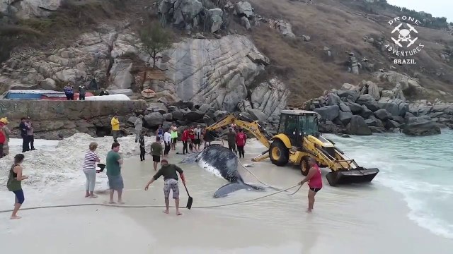 Tout ces brésiliens se mobilisent pour venir en aide à cette baleine échouée sur Praia Grande