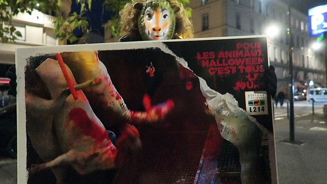« Pour les animaux, c’est tous les jours Halloween »