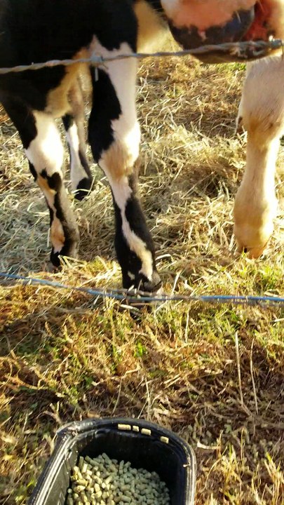 Calf cleaning