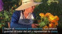 Flor de cempasúchil invade México para el Día de Muertos