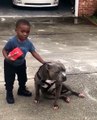 Niño intenta jugar con su perro y termina siendo parte de curiosa escena
