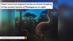 Massive Elephant Birds May Have Been Blind And Nocturnal