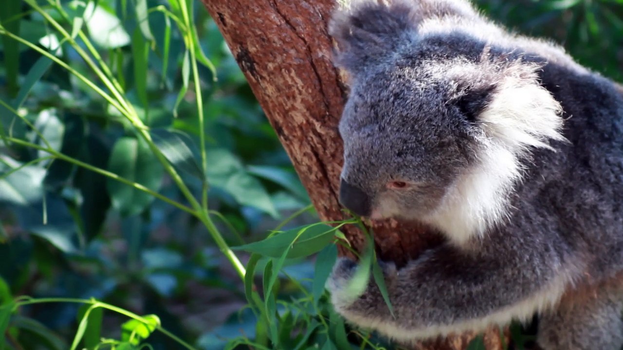 Koala Bear manger dans un arbre