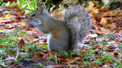 Écureuil gris manger