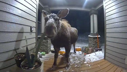 Moose Caught Munching on Plants