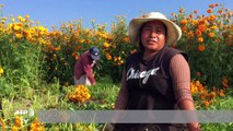 Cravos-de-defunto florescem para o Dia de Finados