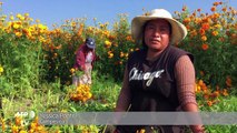 Legendaria flor de cempasúchil inunda México para Día de Muertos