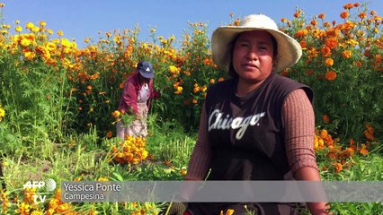Legendaria flor de cempasúchil inunda México para Día de Muertos