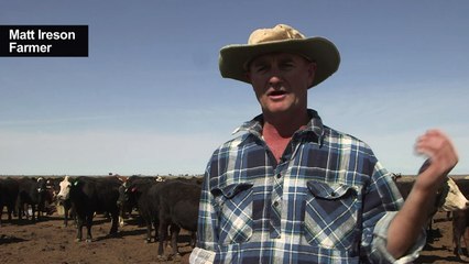 Perilous times for Australia wildlife amid severe drought