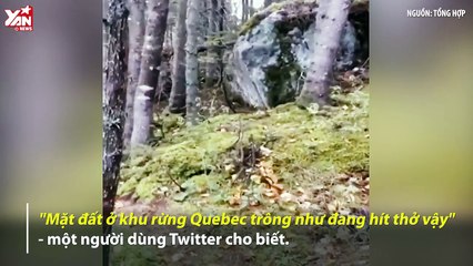 Rợn tóc gáy khu rừng biết thở