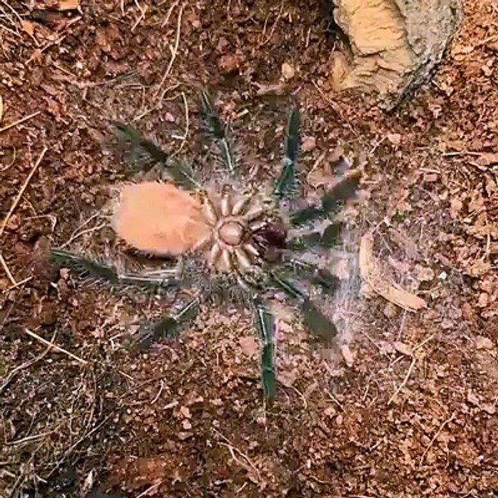 Spider Tarantula shedding skin