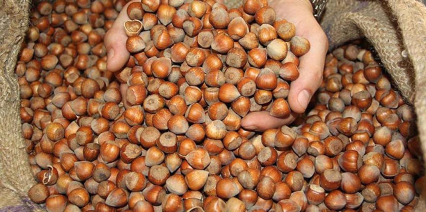 Toprak Mahsulleri Ofisi Fındık Alımlarına Başladı! İşte Fiyatlar