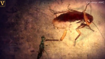 Cockroach Karate Kicks Wasp To Avoid Becoming Brainless Zombie
