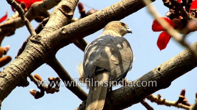 Shikra takes a poop - common Indian raptor