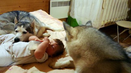 the happiest baby.  Eat milk under the supervision of two huskies