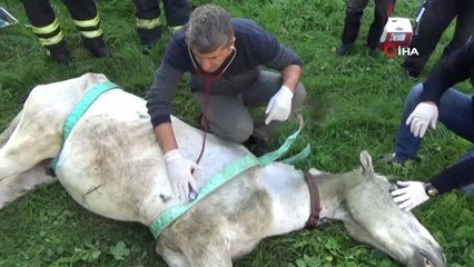 Ölüme Terk Edilen Atın İmdadına Belediye Koştu