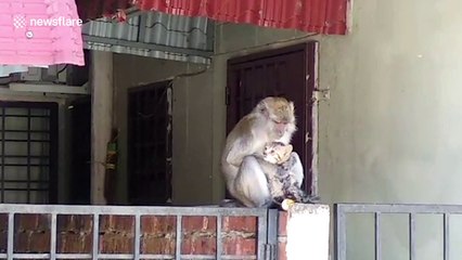 Touching moment wild monkey grooms tiny kitten