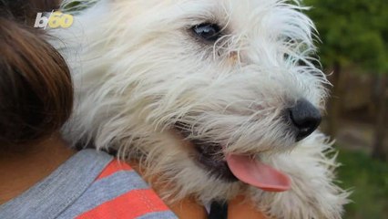 This Dream Internship Will Pay You $100 an Hour to Play with Dogs All Day