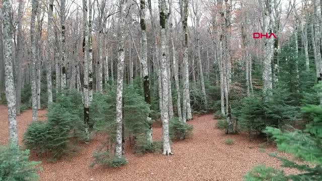 Çanakkale Kaz Dağları'nda Sonbahar Güzelliği